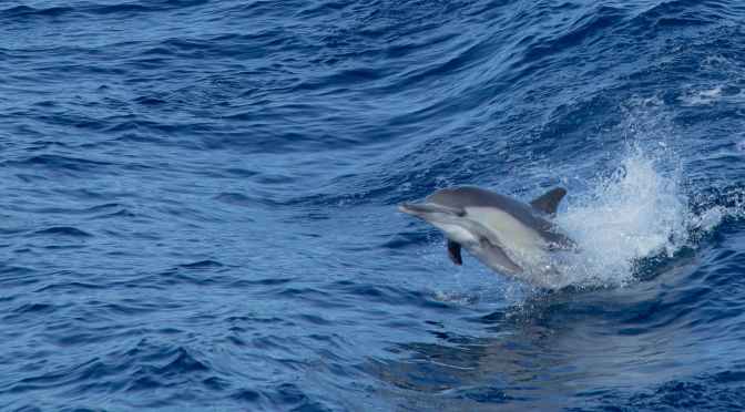 Historic First Sentence – For Speedboat Driver Who “Corralled” Dolphins