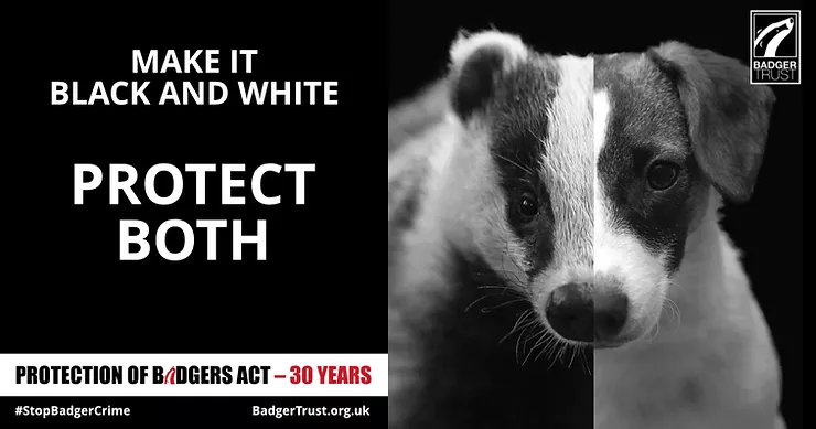 Image description: The Badger Trust-  poster showing a divided photo with a badger on the left and on the right a terrier dog which is black and white and their noses are joined together. On the left side in white text on a black background it says, MAKE BLACK AND WHITE PROTECT BOTH. A white strip at the bottom which says Protection of Badgers Act -30 and underneath #StopBadgerCrime