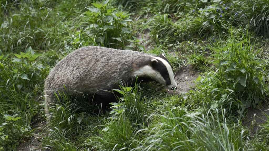 Image description - badger wondering  through the grass - Photo by Leo Sam on Pexels.com