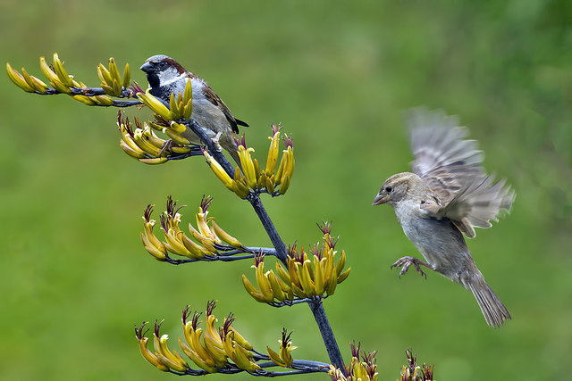 Male house sparrow perched on tree and female in flight 