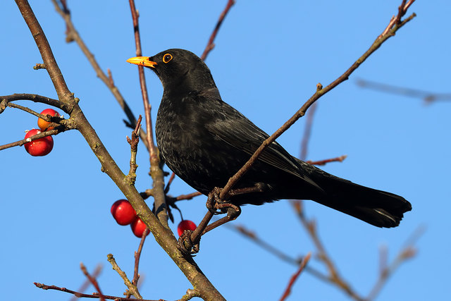 Blackbird on branch