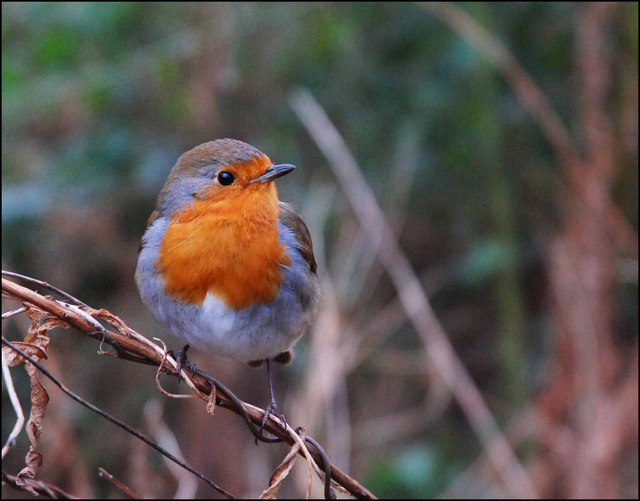 Robin on a branch