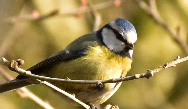 Five British Bird species to spot this Winter