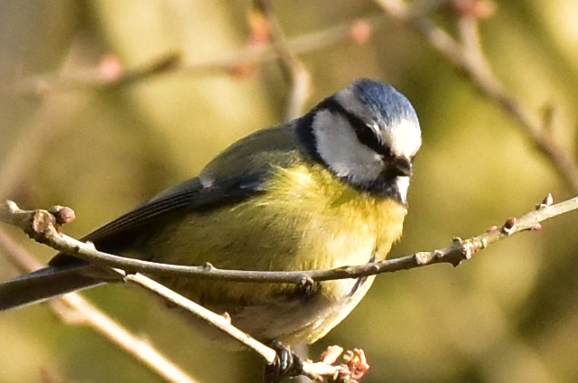 Blue tit perched on a branch